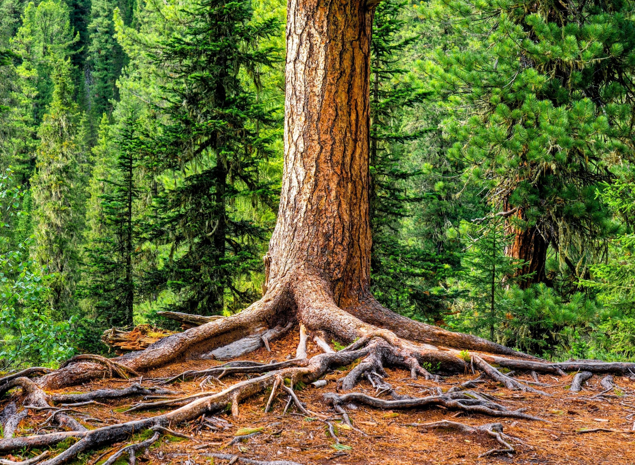 Medieval Dynasty:  Regrowing Trees   Faster Than You Think! - w59apyp