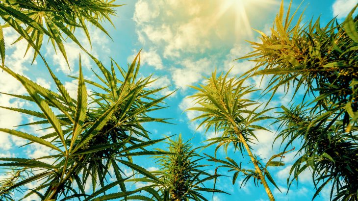 In a new study from the University of Granada, experts have shown that smoking cannabis significantly impairs vision in more ways than one