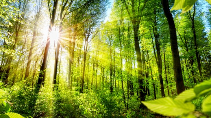 Scientists led by Michigan State University have evaluated the efficiency of more than 50,000 protected areas (PAs) worldwide in preventing forest loss.
