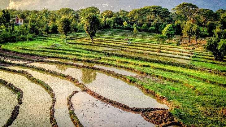 At the current rate of global warming, India's monsoon rainfall will become more intense and less predictable.