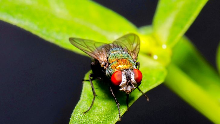 Blow flies could provide scientists with a non-invasive way to monitor the environment and important changes within ecosystems