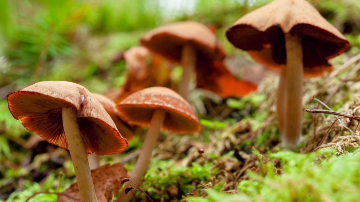 A compound found in magic mushrooms may treat depression better than medication, according to a new study from the Centre for Psychedelic Research at Imperial College London.
