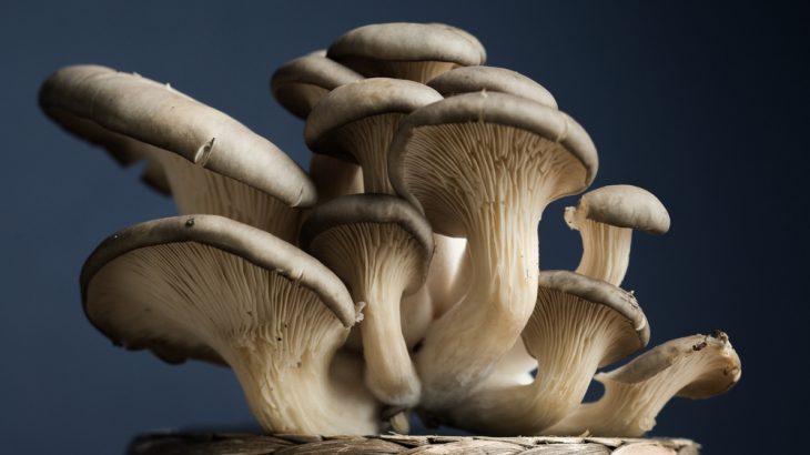 oyster mushrooms
