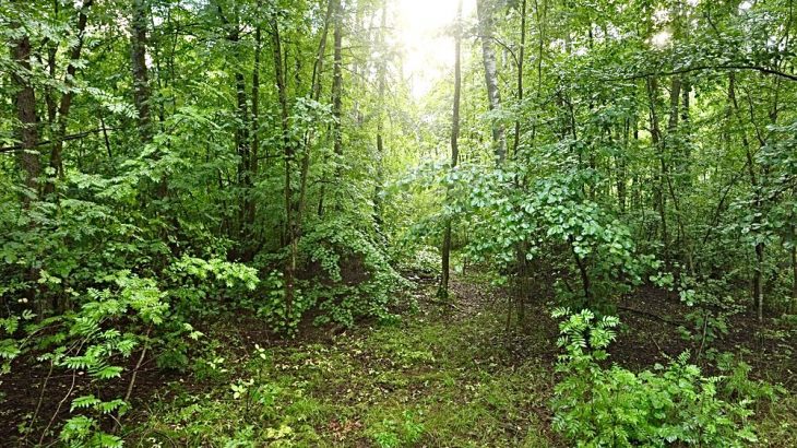 But now, a new study reveals that the deciduous trees that are replacing burned spruce forests can more than compensate for fire-induced greenhouse gas emissions.