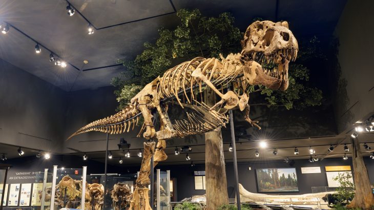 A new study estimates that a total of 2.5 billion Tyrannosaurus rexes lived and died before the species went extinct.