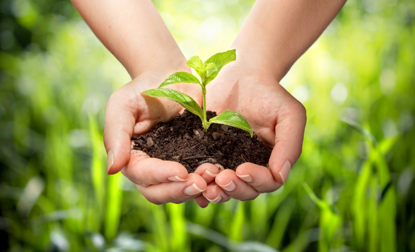 plante magasin Grande vente de Plantes