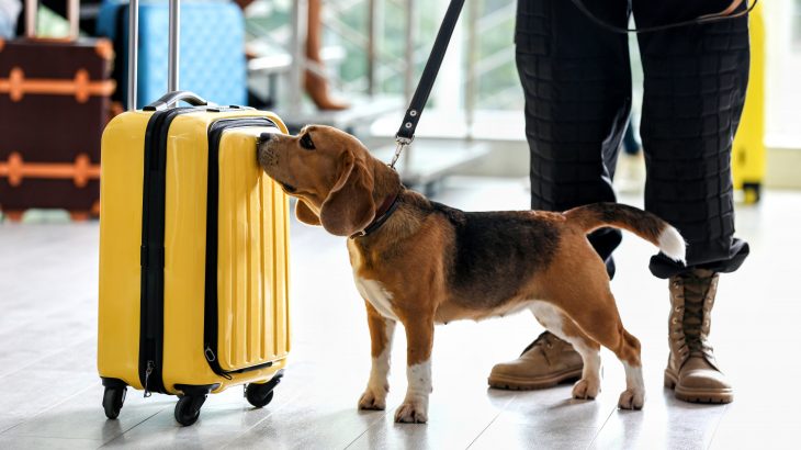 A new study from the University of Pennsylvania has demonstrated that dogs can sniff out coronavirus with remarkable accuracy