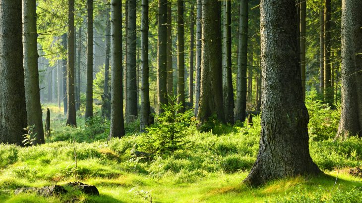 Almost two billion hectares of forest are impacted by land degradation, which affects the well-being of 3.2 billion people.