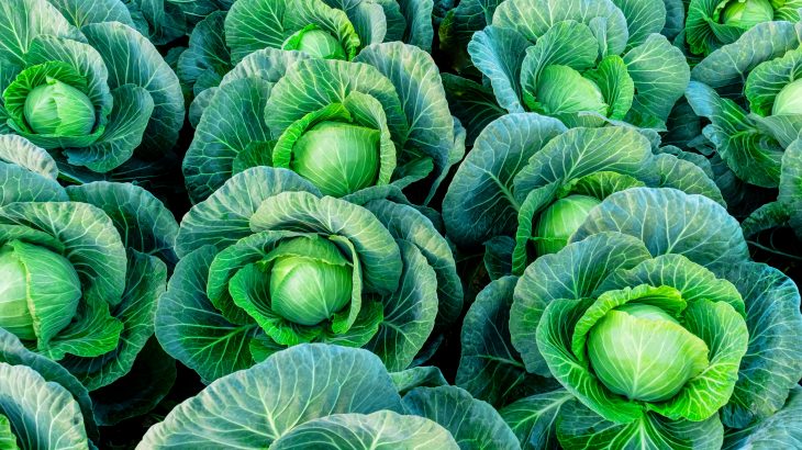 The researchers set out to investigate the various growth habits of plants, including differences that exist even among closely related species.