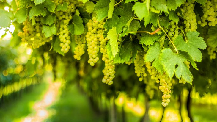The residue from wine grapes could be beneficial to human health, according to a new study from UC Davis.
