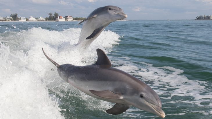 bottlenose dolphins