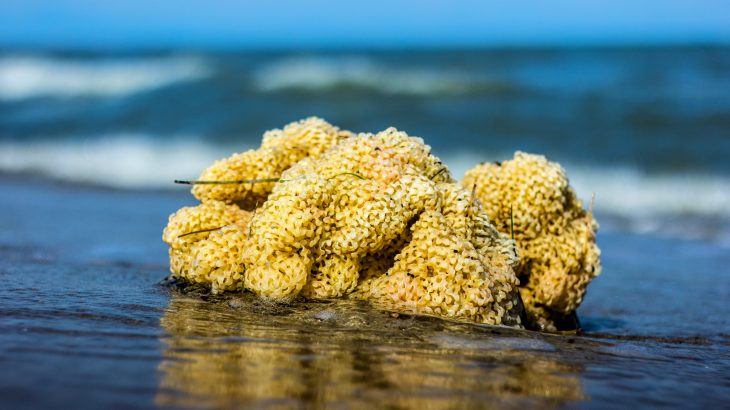 In a new study from Cell Press, experts have discovered that sea sponges have been moving across the floor of the Arctic Ocean.