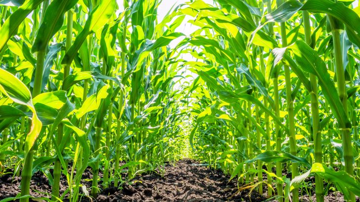 The experts demonstrated that corn waste can be transformed into activated carbon to filter pollutants out of drinking water.