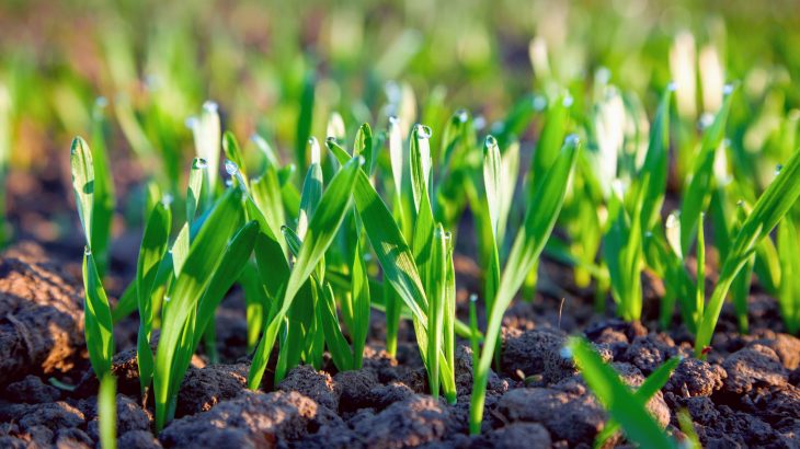 Grass crops steal genes from their neighbors to gain a competitive advantage, according to a new study from the University of Sheffield
