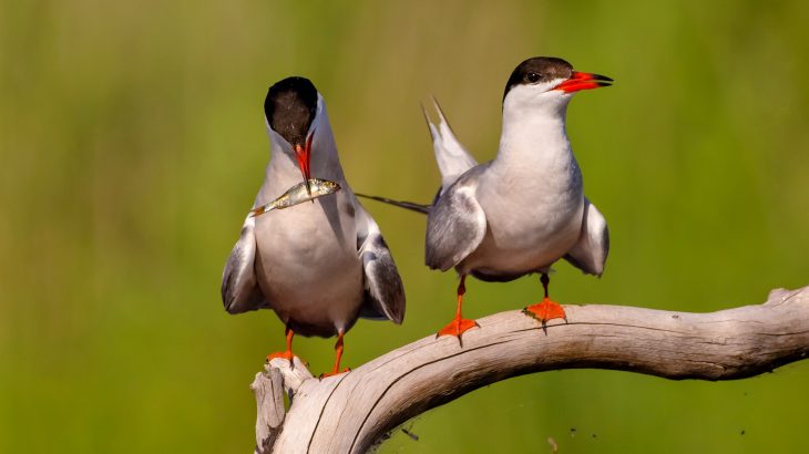 The researchers investigated how terns respond to turbulent tidal flows caused by natural coastal features and man-made structures.