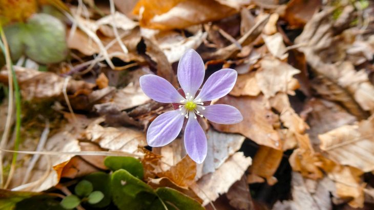 Flowers that bloom in the forest in early spring are key to bumble bee survival, according to a new study from the University of Illinois Urbana-Champaign.