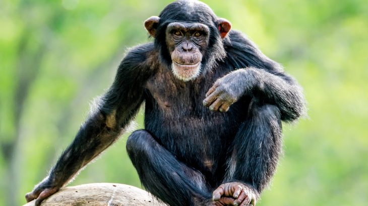 In a recent study, nearly half of all fecal samples collected from the chimpanzees were found to contain bacteria that is resistant to a major class of antibiotics.