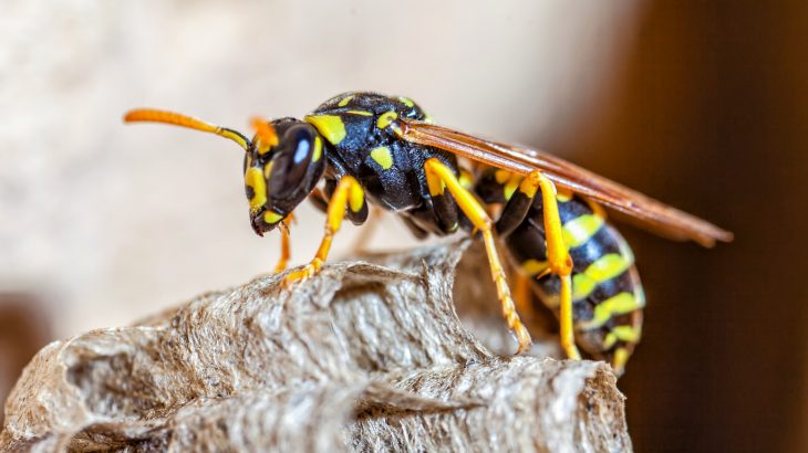 In a new study from University College London, experts describe the value of wasps as predators and pollinators.