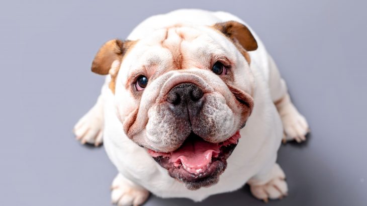 A new study from the ELTE Faculty of Science has identified four independent traits that influence a dog's ability to form eye contact.