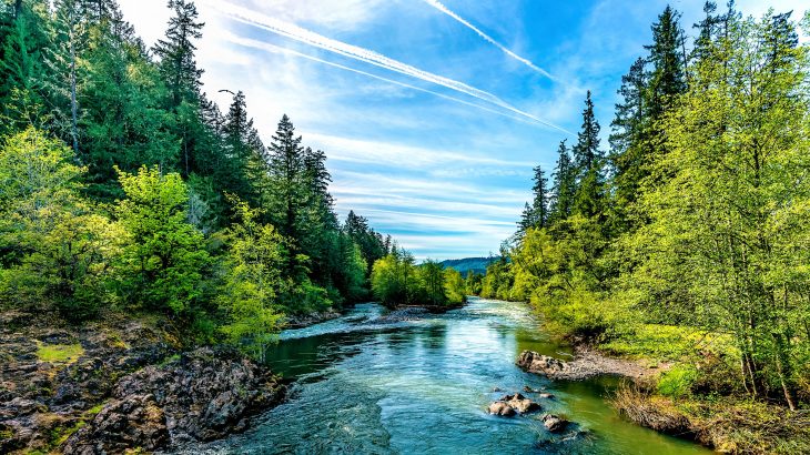 Wildfires in northern forests have compromised their ability to capture and store carbon.