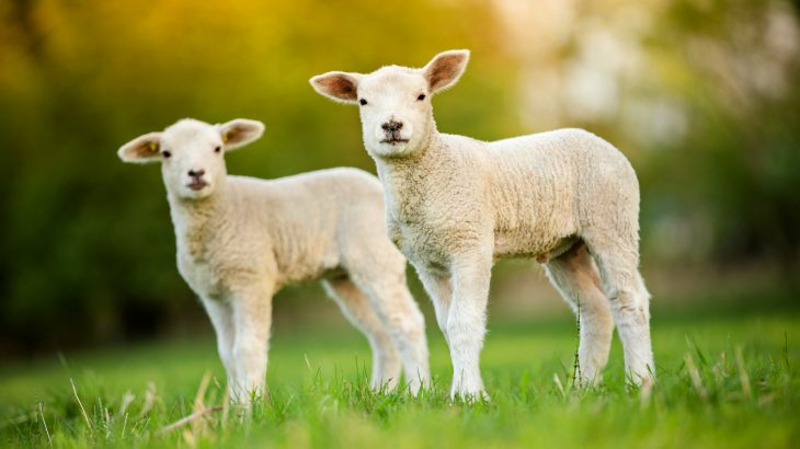 The combination of lamb grazing and solar energy production increases the overall productivity of land, according to a study from Oregon State University.