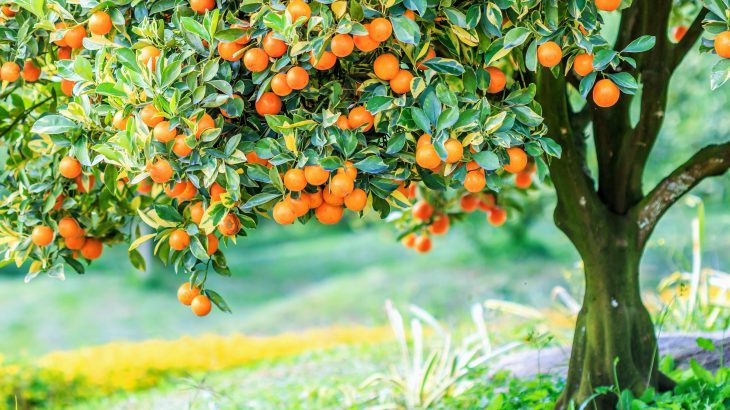 According to the experts, circadian clock genes could be targeted in agriculture and crop breeding for higher yields.