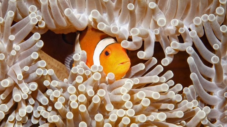 The experts have now identified the specific genes that allowed corals to grow calcified skeletons.
