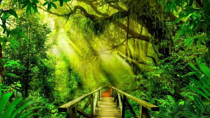 A new study from the Chinese Academy of Sciences has revealed that a tropical rainforest in southeast China contained a remarkable level of biodiversity during the Middle Miocene 14.7 million years ago
