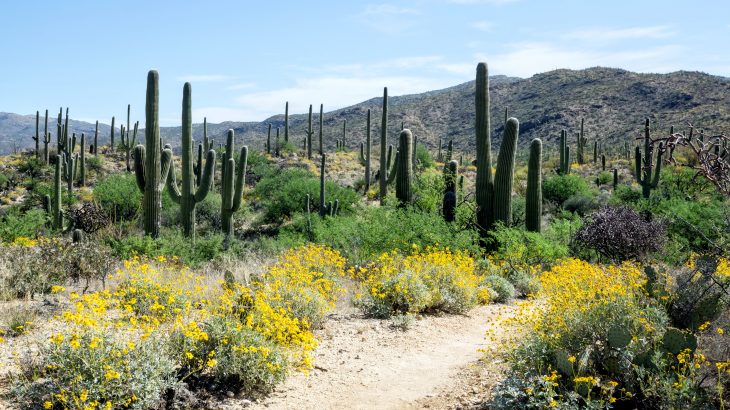 Plant diversity will suffer in places where water becomes scarce, according to a new study from the Helmholtz Centre for Environmental Research (UFZ).