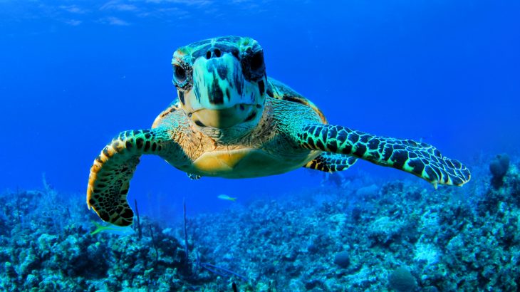 Sea turtles are making a comeback in the Cayman Islands after they were nearly wiped out two decades ago, according to a study from the University of Exeter.
