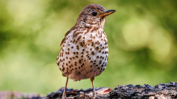 The researchers found that migratory thrushes were using flight calls much more frequently over brightly lit urban areas.