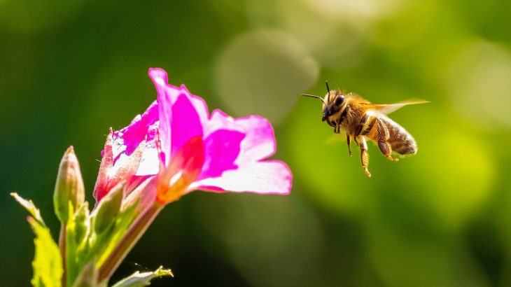 Scientists have discovered a hotspot of bee diversity in the protected Chihuahuan Desert along the United States-Mexico border.