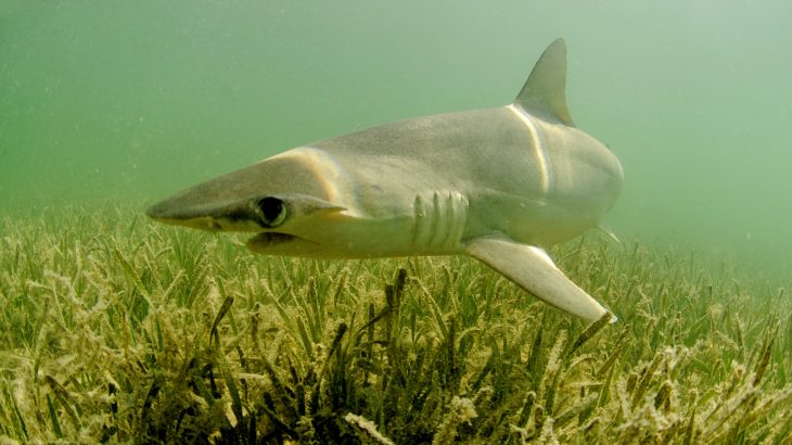 Sharks rely on Earth's magnetic field to navigate across long distances, according to a new study published by Cell Press.