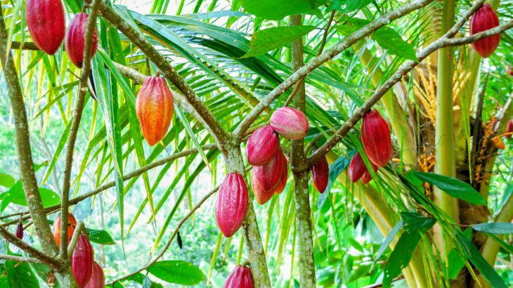 In a new study led by the University of Göttingen, experts were surprised to find that ants are the most important cocoa pollinators across agroforests in Indonesia.