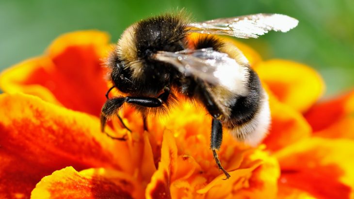 A new study from the University of Exeter reveals that large bumblebees go to work earlier in the morning, despite the risks involved