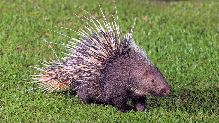 Porcupines are being illegally hunted and exploited for meat and medicine in Indonesia, according to a new study published by Pensoft.