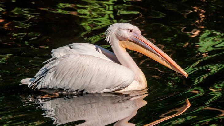 Pelicans have more breeding success when they are given the freedom to choose their social relationships, according to a new study from the University of Exeter.