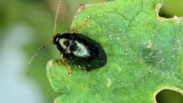 In a new study, scientists have identified special transporters that horseradish flea beetles use to accumulate high amounts of plant toxins