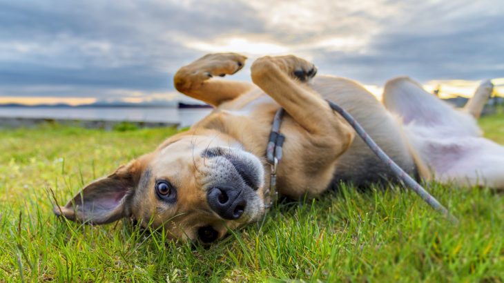 Therapy dogs can help stressed out students overcome pressure to perform better in college, according to a new study from Washington State University.