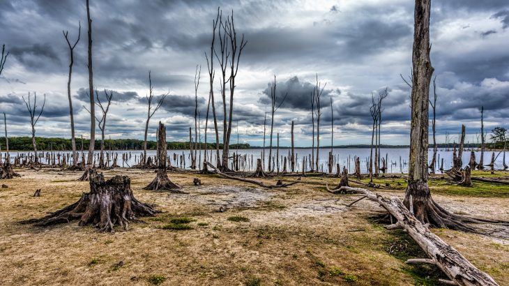 The researchers explained that these emissions must be accounted for when estimating the environmental impact of ghost forests.