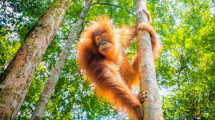 A new study has revealed that orangutans on the island of Borneo in Southeast Asia are severely threatened by food shortages