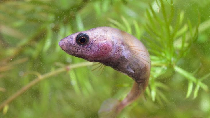 some animals, like the threespine stickleback fish, can adapt remarkably quickly to extreme new environments.