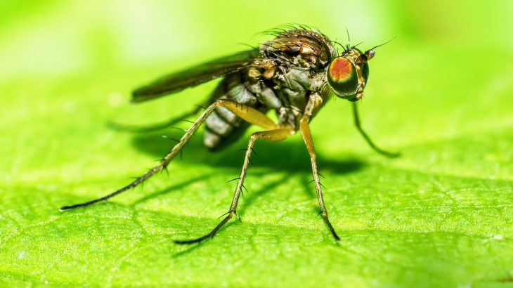 After meticulously counting the neurons in fruit flies and three species of mosquitos, the experts found that their brains contained an average of 200,000 cells.