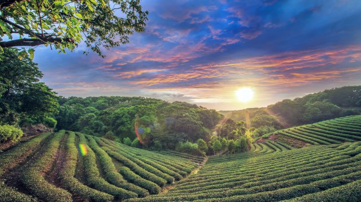 More than one-third of the world's food production is threatened by climate change, according to a study from Aalto University