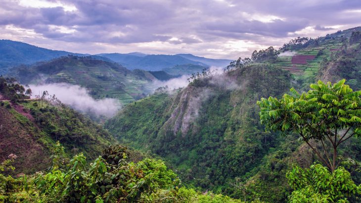 The study revealed that African rainforests continued to remove carbon from the atmosphere despite the extreme heat and drought of the last major El Niño event.