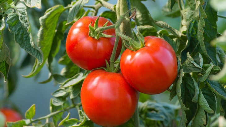 Scientists at UC Davis have identified plant genes that can be used to protect tomatoes and other crops from the damaging effects of drought