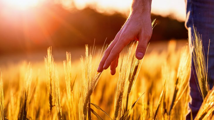 a team of researchers led by the University of Nottingham analyzed thousands of cereal grains and soils to test their nutritional value