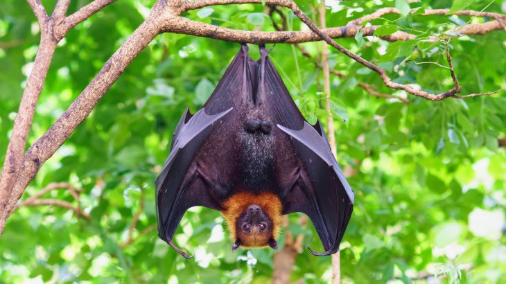 A new study led by the University of Sydney has revealed how invasive plants are posing a new threat to critically endangered flying foxes on Christmas Island