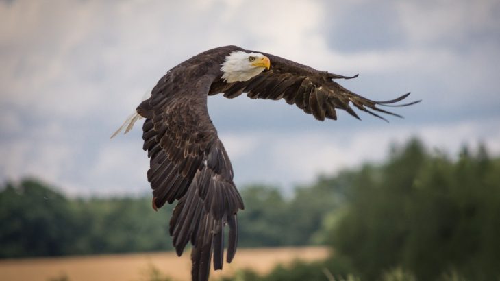 eagle