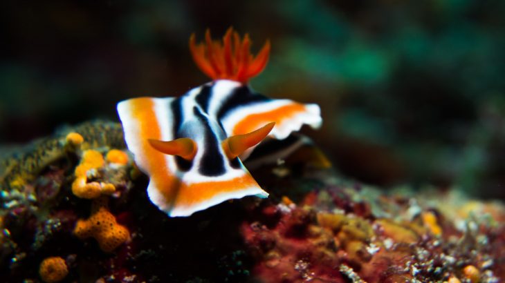 Nudibranch